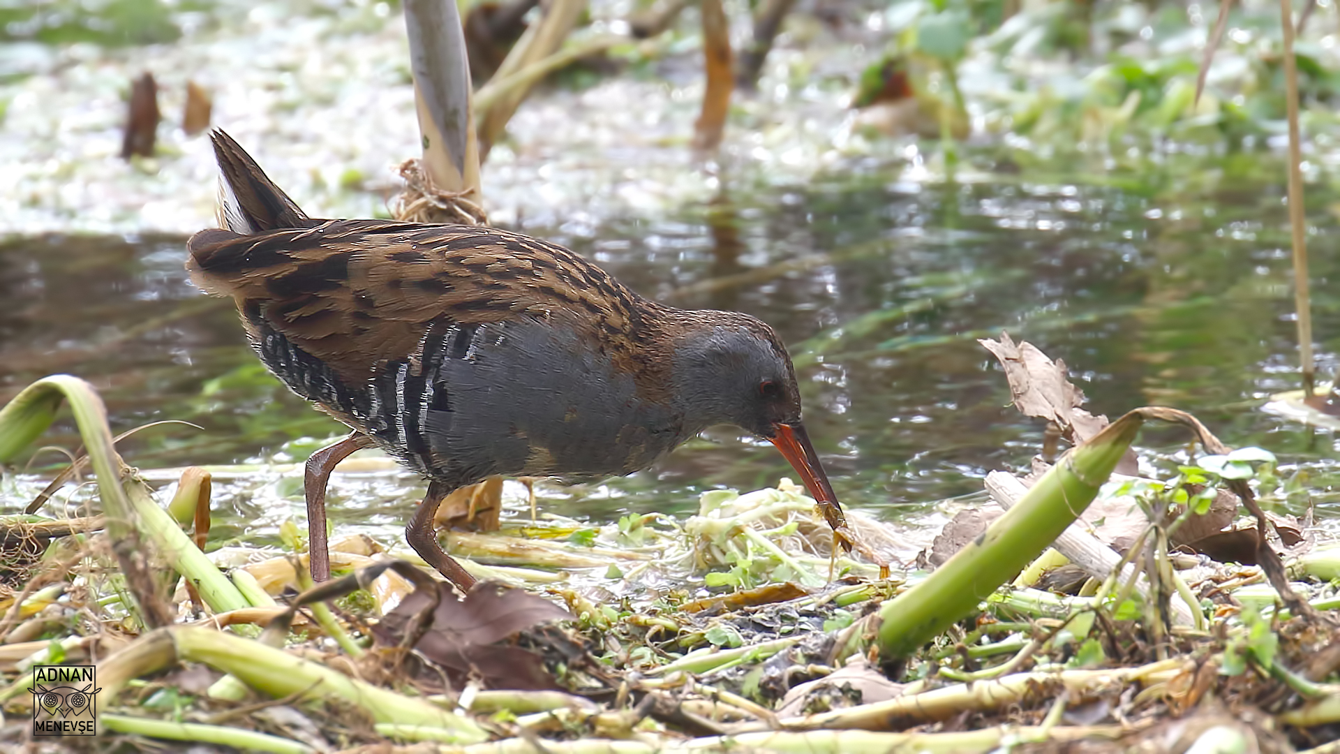 Water Rail